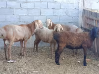 Ovelha, Rhon sheep — foto 1