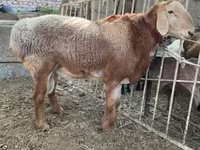 قوچ, Arashan sheep — عکس 1