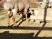 Pecora, Pecore — foto 3