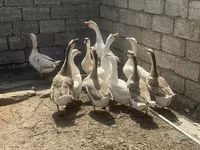 ሊንዳ — ፎቶ 3