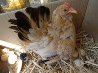Chickens — акс 3