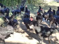 Chickens — foto 1