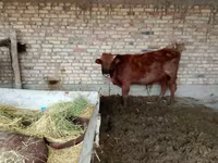 காளை, மாடுகள் — புகைப்படம் 5