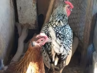 Sebright — foto 5