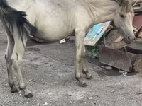 Kısrak, Atlar — foto 3
