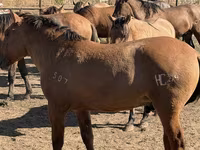 اسب نر, Mugalzhar horse — عکس 7