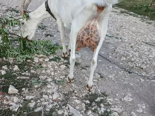 Get, Saanen goat — Moldavien