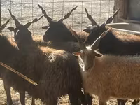Biri-biri betina, Racka sheep — foto 3