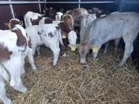 Býk, Simmental cattle — foto 2