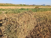 Пресстелген Беде Люцерна сатылат подпокровный арпасын чопко чааб — photo 5