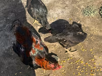 Chickens — foto 5