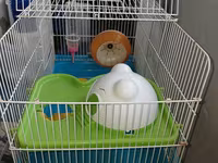 Hamster üçün tam dəst qəfəs uzunluqu 55 sm hündürlük 45 sm eni 30 sm — Foto 1