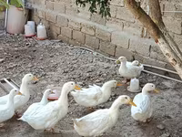 Ducks — 사진 1
