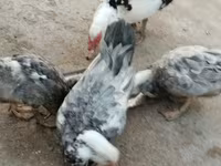 Ducks — புகைப்படம் 6