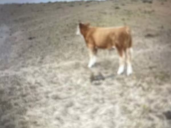 گاو و گوساله (گروه، جنسیت مشخص نشده), Simmental cattle