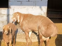 قوچ, Arashan sheep — عکس 8