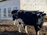 Αγελάδα, Russian Black pied cattle — φωτογραφία 5