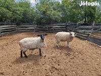 แกะตัวเมีย, White Suffolk sheep — รูปภาพ 5