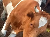 Ko, Simmental cattle — foto 1