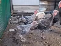 Turkeys — 3 зураг