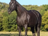 Kuda betina, Quarter Horse — foto 3