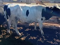 황소, Simmental cattle — 사진 7