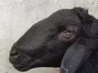 Beran, Hissar sheep — foto 4