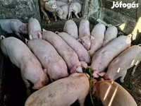Verro, Cerdos — foto 1