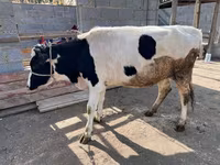 بقرة, Simmental cattle — الصورة 4
