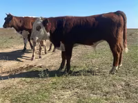 Býk, Swiss cattle — foto 3