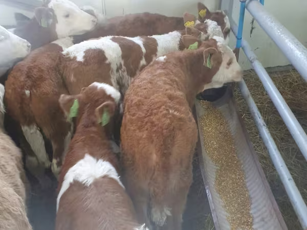 Bik, Simmental cattle