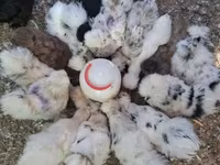 Silkie — foto 3