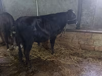 بقرة, Russian Black pied cattle — الصورة 5
