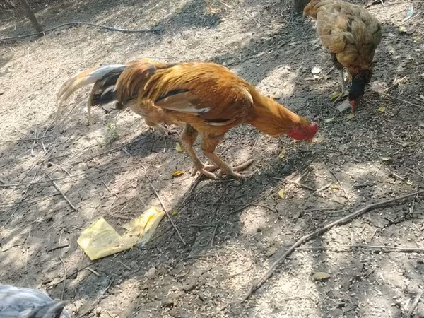 马来斗鸡