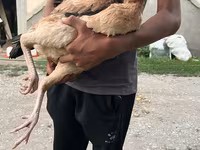 Chickens — foto 1