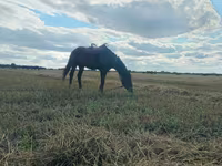 اسب نر, اسب — عکس 3