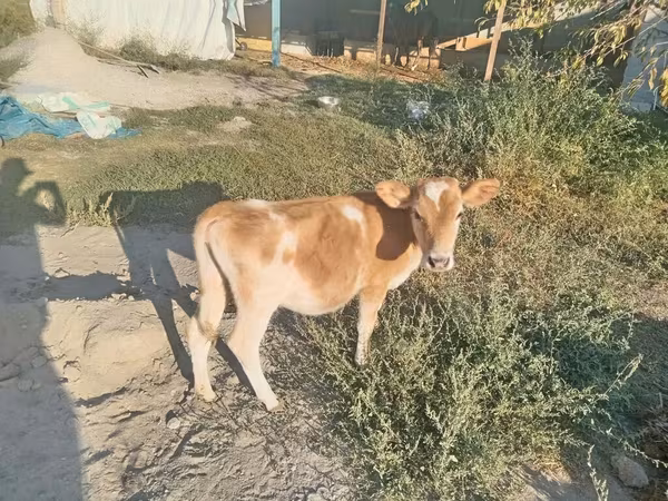 گاو نر, Simmental cattle