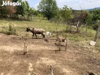 Ged, Nubian Goat — foto 3
