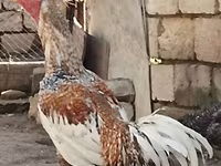 Czech Gold Brindled Hen — sawirka 2