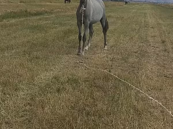 Koń, Thoroughbred horse