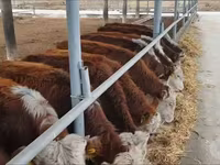 Bovini (lotto, sesso non specificato), Simmental cattle — foto 2