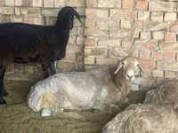 Berbec, Arashan sheep — foto 1