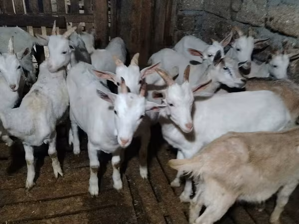 Козел, Saanen goat