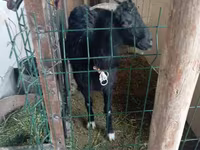 Capra, Alpine goat — foto 2