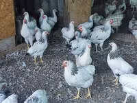 Adler Silver — fotografija 8