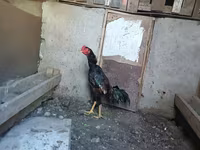 Chickens — fotografija 5