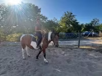 ঘোটকী, Pinto horses — ছবি 2
