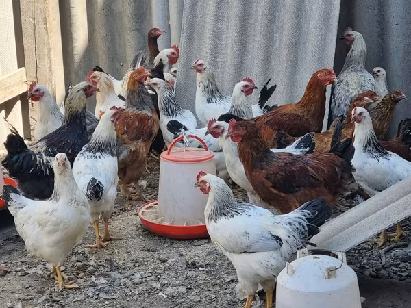 Chickens — Kârgâzstan
