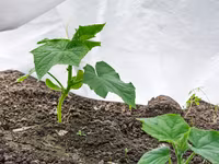 Агроволокно белое укрывное, Agrofibre (Agril) albe de protecția plantelor — 4-rasm