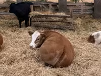 گاو ماده, Simmental cattle — عکس 1